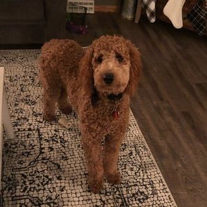 Meet your Posher, Taylor